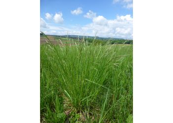 Aufrechte Trespe (Bromus erectus) - © Philipp Sengl